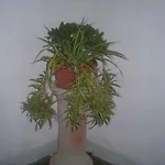 度假居 Raggio Di Sole